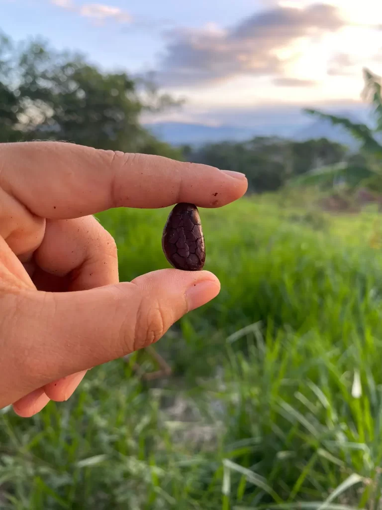 Encuentro cacao lovers vida artesana moyobamba