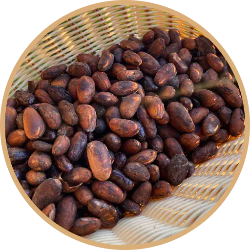 cacao criollo natural