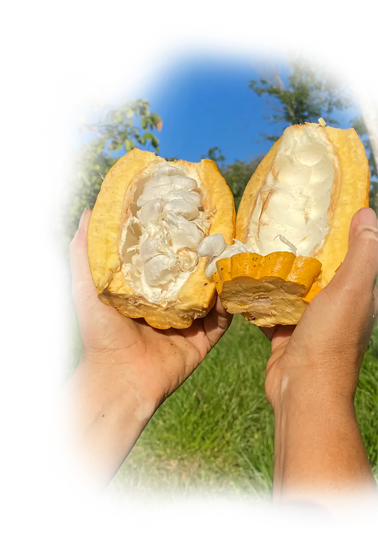 CACAO NATURAL medicinal