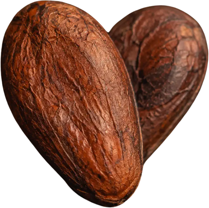 Cacao natural medicinal