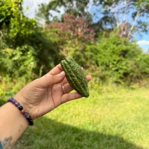 cacao verde