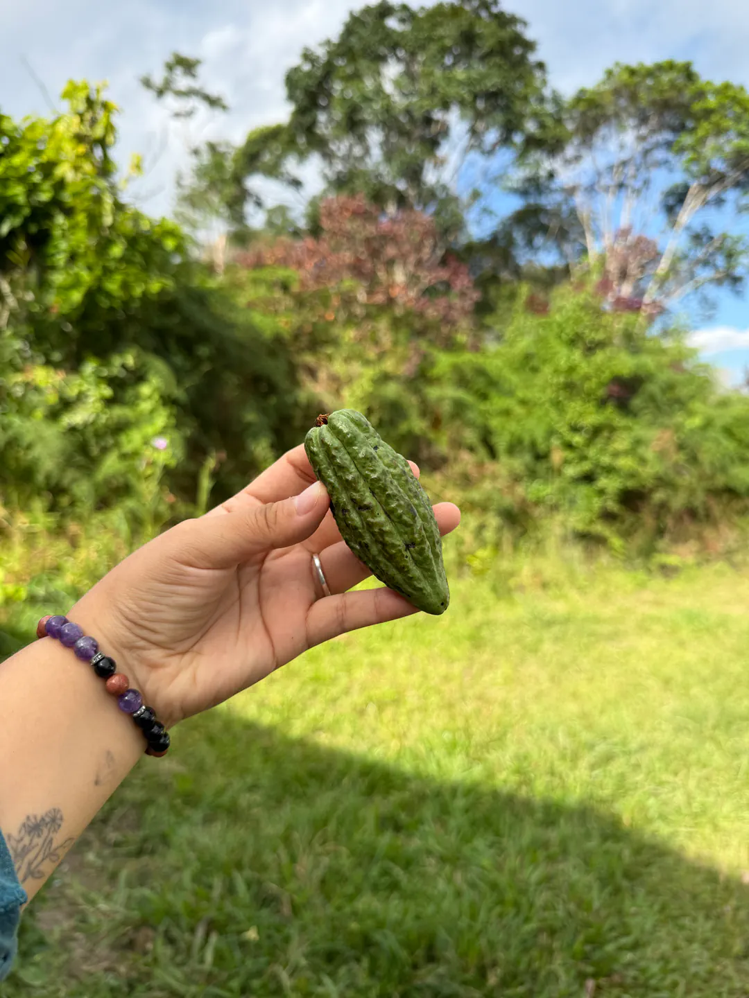 cacao verde
